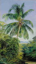 Marianne North Study of Cocoanut Palm Art A4 Photo Print