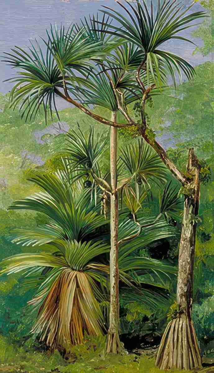 Marianne North Study of Screw Pine Art A4 Photo Print