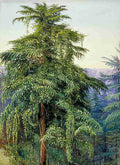 Marianne North Study of a Deodar in Full Cone Clothed with a Creeper near Simla Art A4 Photo Print
