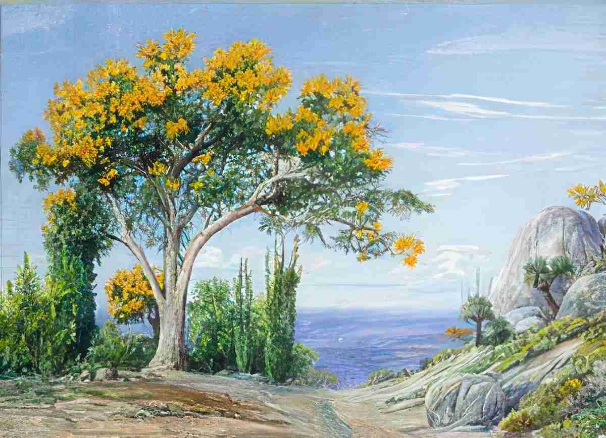 Marianne North Study of the West Australian Flame Tree or Fire Tree Art A4 Photo Print