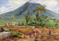 Marianne North Tea Drying in Mr Hölles Establishment Java Art A4 Photo Print