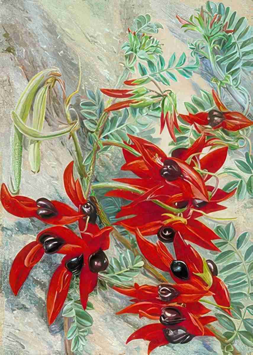 Marianne North The Australian Parrot Flower Art A4 Photo Print