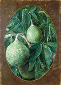 Marianne North The Bael Fruit Art A4 Photo Print