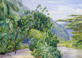 Marianne North The Bog Walk Jamaica with Bread Fruit Banana Cocoanut Other Trees Art A4 Photo Print