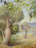 Marianne North The Bottle Tree of Queensland Art A4 Photo Print
