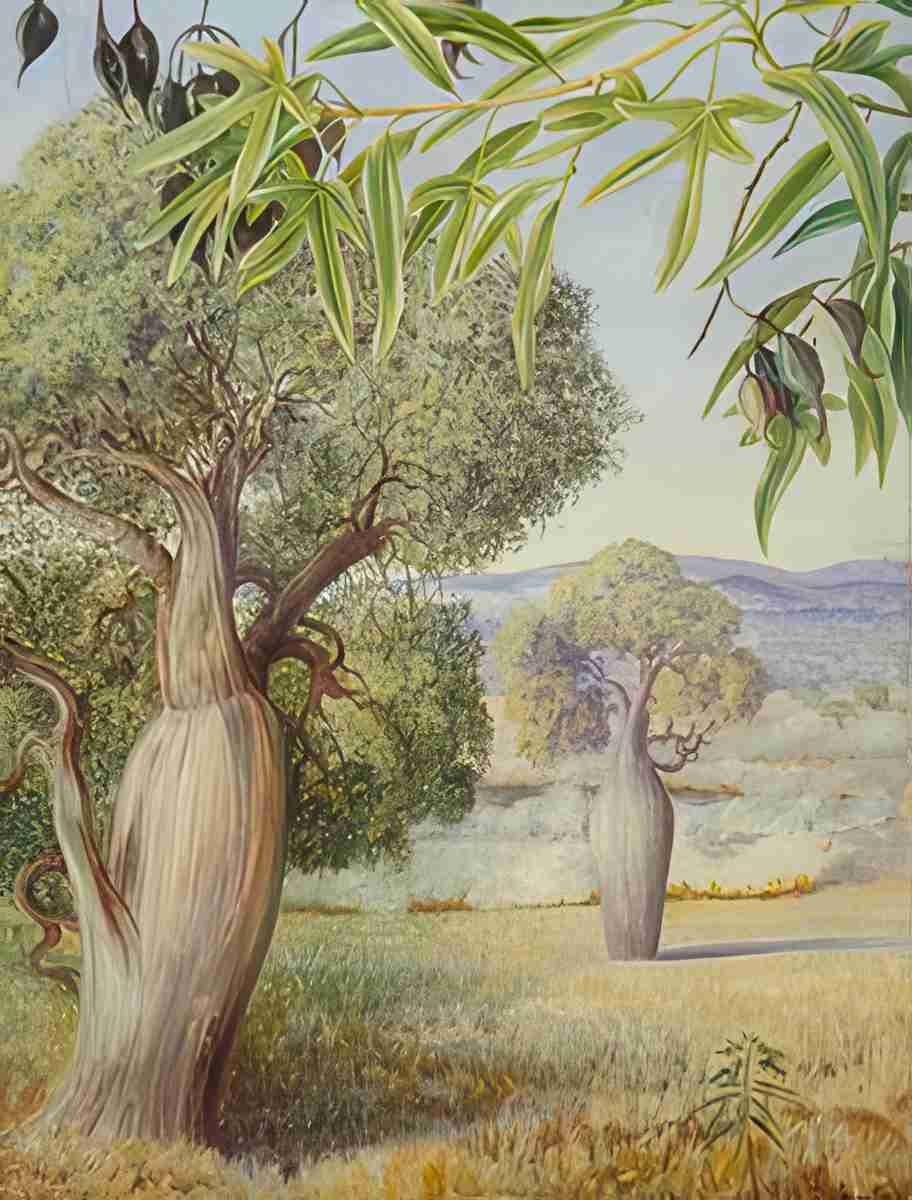 Marianne North The Bottle Tree of Queensland Art A4 Photo Print
