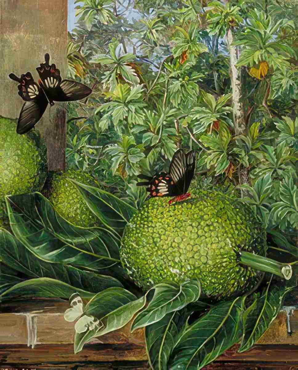 Marianne North The Breadfruit at Singapore Art A4 Photo Print