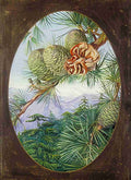 Marianne North The Deodar or Indian Cedar Art A4 Photo Print