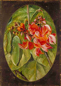 Marianne North The Dhak or Bastard Teak Art A4 Photo Print