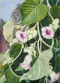 Marianne North The Elephant Creeper of India Art A4 Photo Print