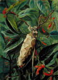 Marianne North The House Builder Caterpillar on a Flowering Shrub Brazil Art A4 Photo Print
