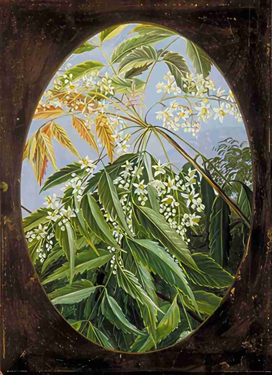 Marianne North The Neem Art A4 Photo Print