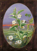 Marianne North The Night Jessamine Art A4 Photo Print