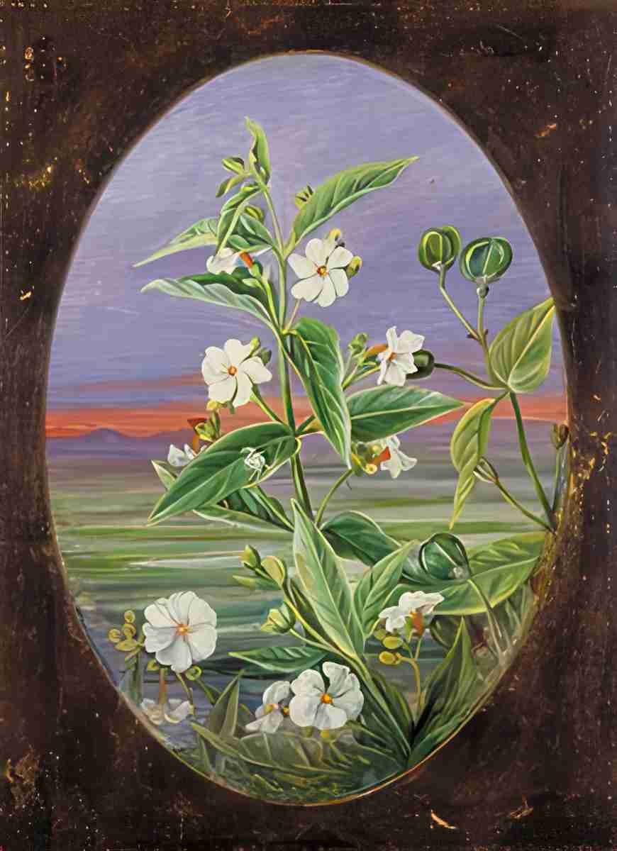 Marianne North The Night Jessamine Art A4 Photo Print