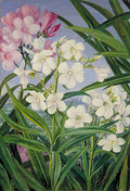 Marianne North The Oleander Art A4 Photo Print
