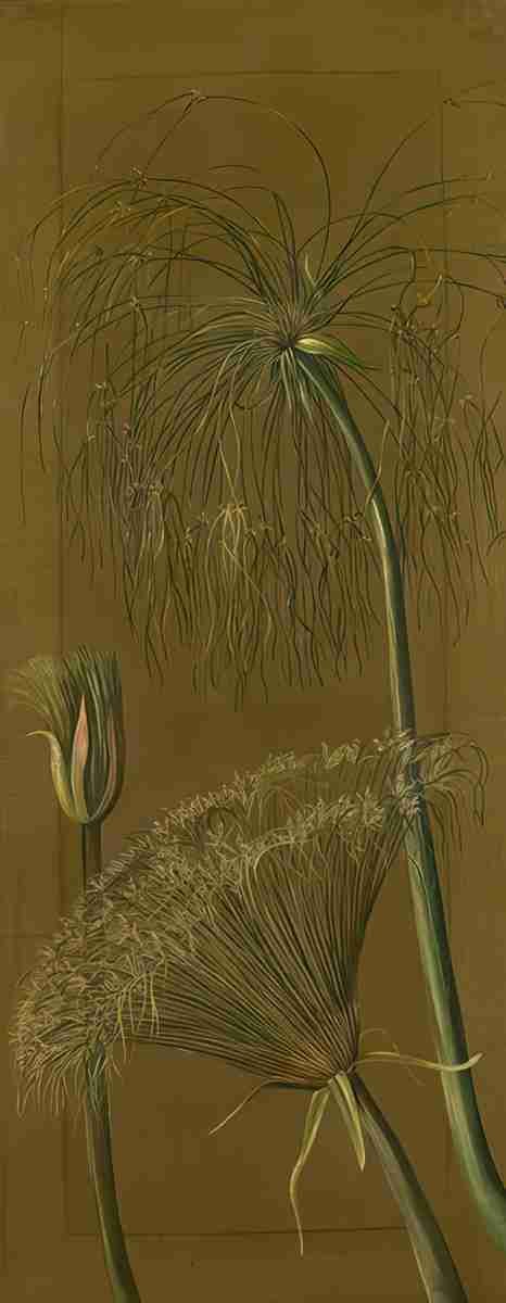 Marianne North The Papyrus Art A4 Photo Print