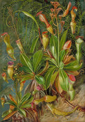 Marianne North The Seychelles Pitcher Plant in Blossom Chamaeleon Art A4 Photo Print