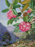 Marianne North The South Indian Rhododendron Art A4 Photo Print