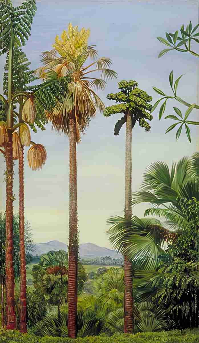 Marianne North The Talipot Palm in Flower Fruit Wine Palm in Flower at Buitenzorg Java Art A4 Photo Print