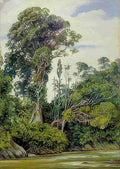 Marianne North Tree Covered with Epiphytes a Palawan Tree Sarawak Borneo Art A4 Photo Print