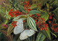 Marianne North Trees Laden with Parasites Epiphytes in a Brazilian Garden Art A4 Photo Print
