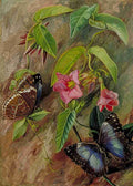 Marianne North Twining Plant Butterfly of Brazil Art A4 Photo Print