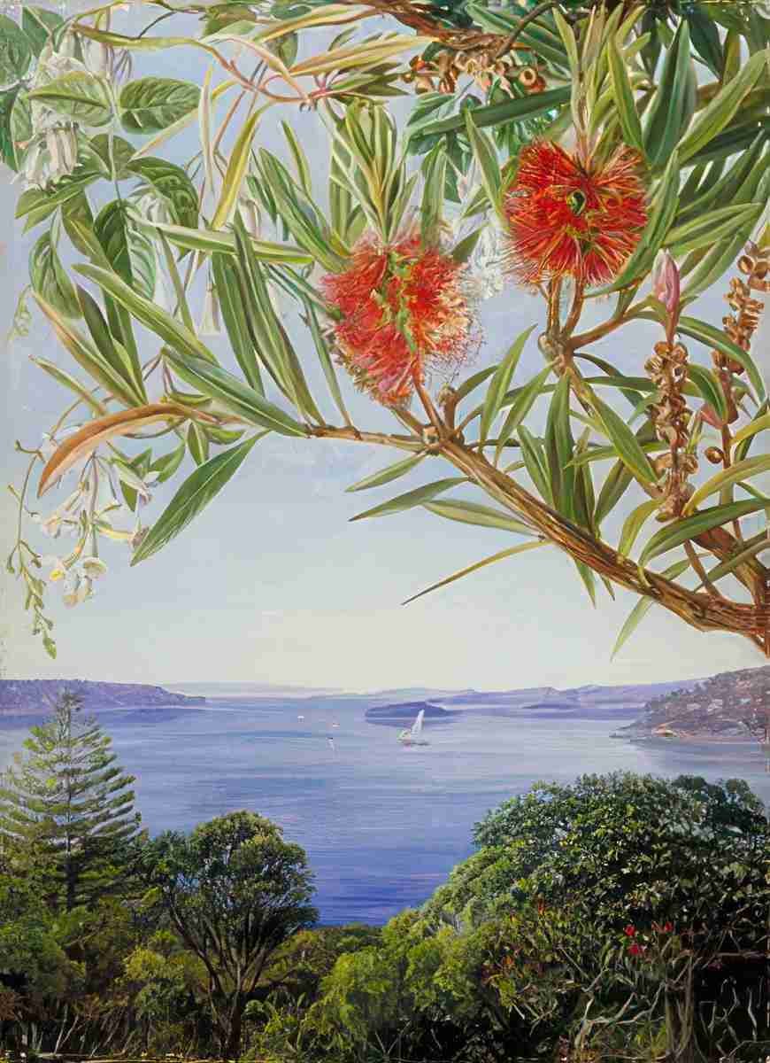 Marianne North Two Australian Shrubs with Sydney Harbour below Art A4 Photo Print