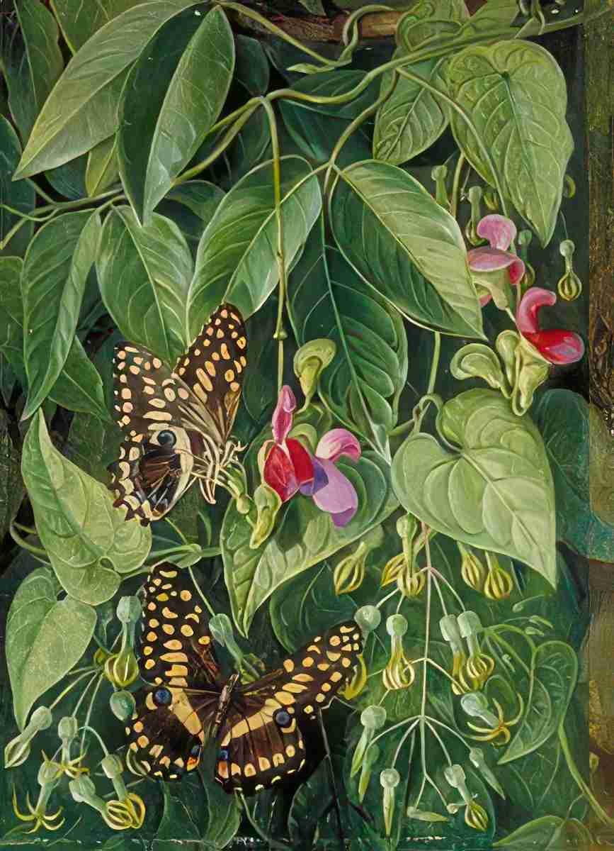 Marianne North Two Climbing Plants of St Johns Butterflies Art A4 Photo Print