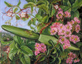 Marianne North Two Flowering Shrubs of Java Art A4 Photo Print
