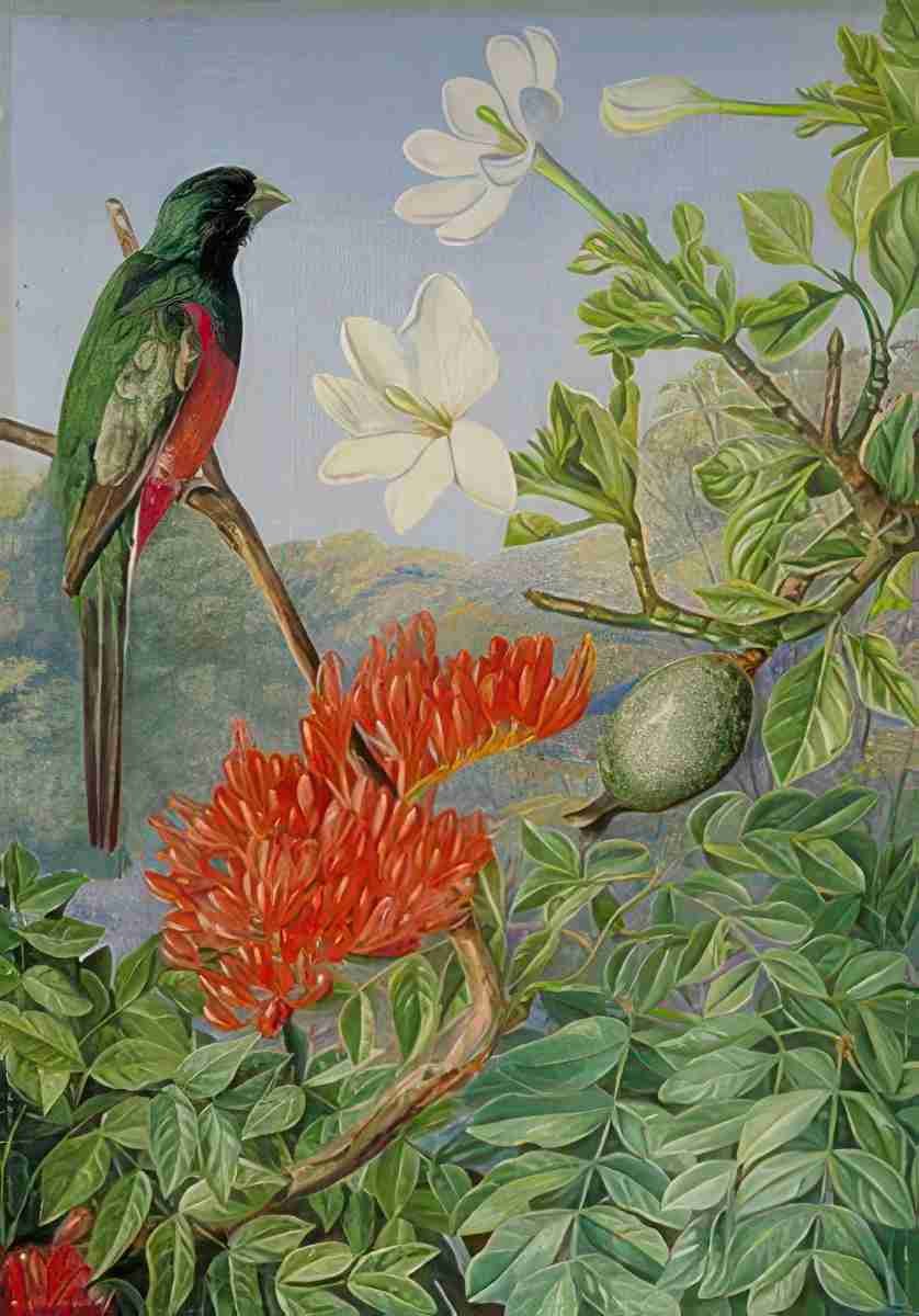 Marianne North Two Flowering Shrubs of Natal a Trogon Art A4 Photo Print