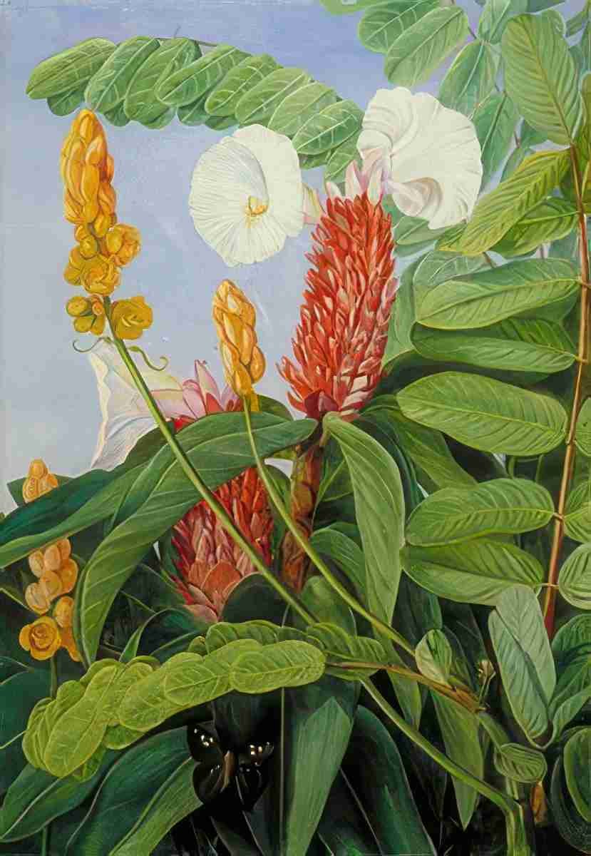 Marianne North Two Swamp Plants of Java in Flower Art A4 Photo Print