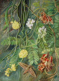 Marianne North Two Trailing Plants with a Lizard a Moth from Ile Aride Seychelles Art A4 Photo Print