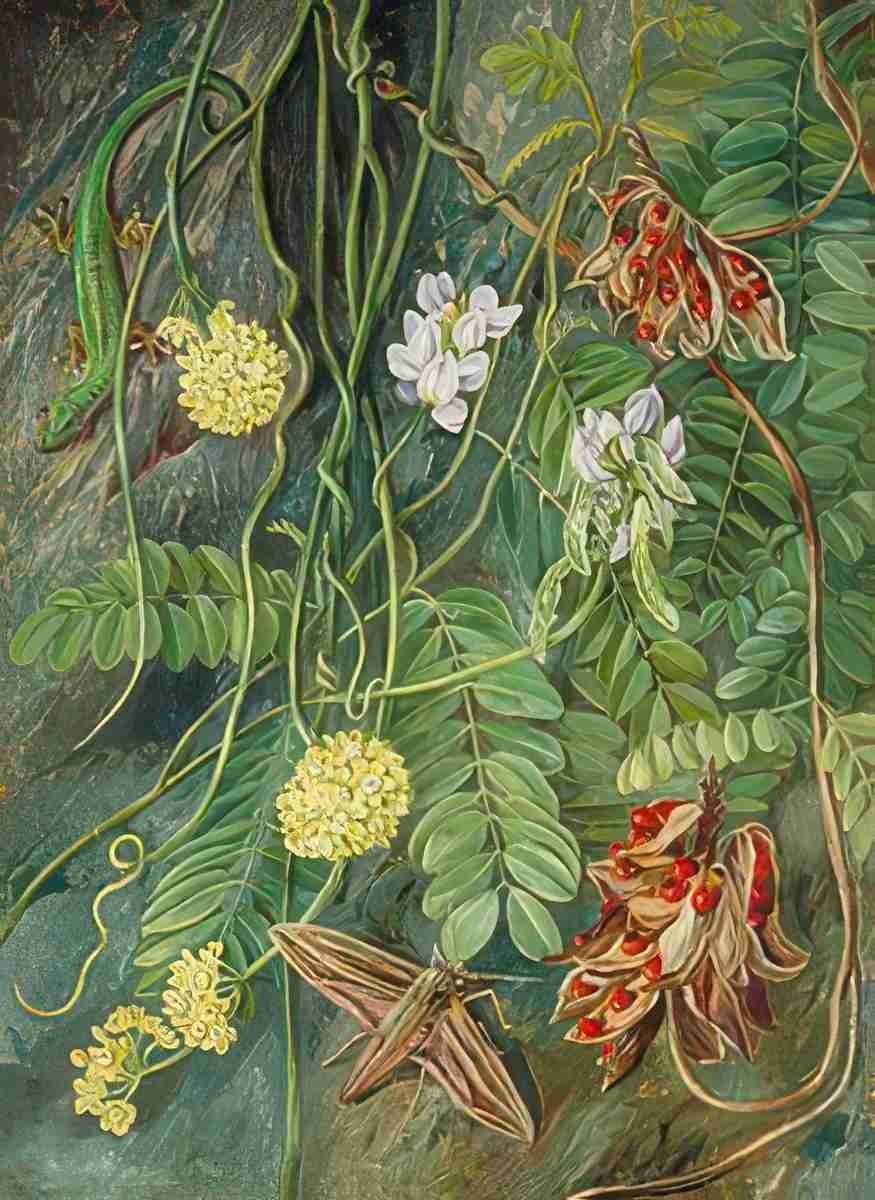 Marianne North Two Trailing Plants with a Lizard a Moth from Ile Aride Seychelles Art A4 Photo Print