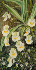 Marianne North Two Tropical American Flowers Art A4 Photo Print