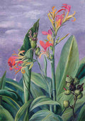 Marianne North Unidentified Plants Art A4 Photo Print
