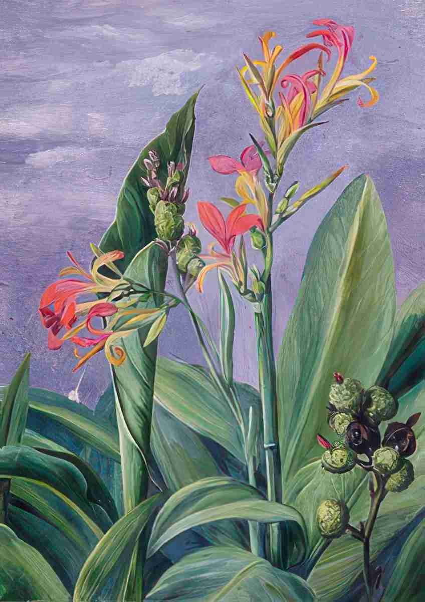 Marianne North Unidentified Plants Art A4 Photo Print