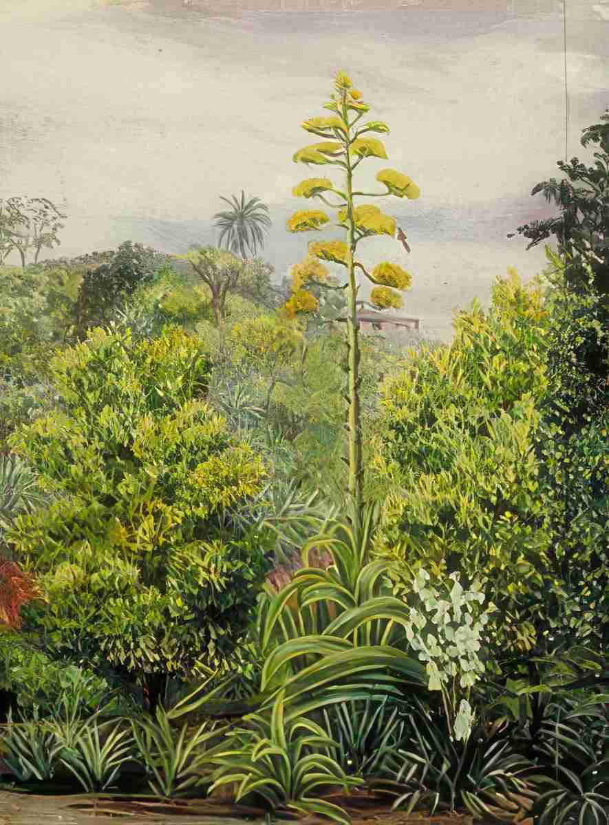 Marianne North View at Morro Velho Brazil Art A4 Photo Print