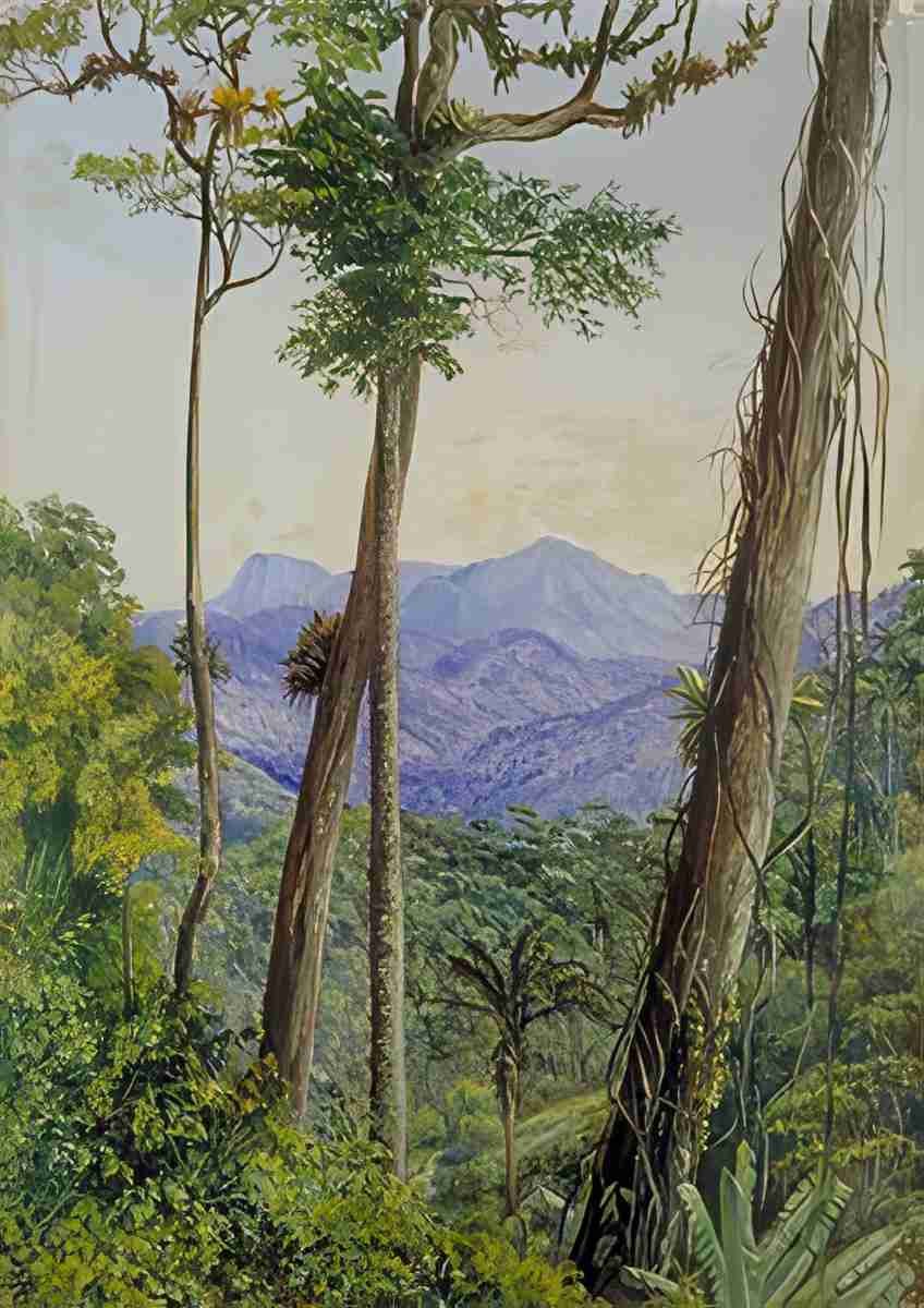 Marianne North View from Mr Weilhorns House Petropolis Brazil Art A4 Photo Print