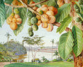 Marianne North View from the Istana Sarawak Borneo Art A4 Photo Print