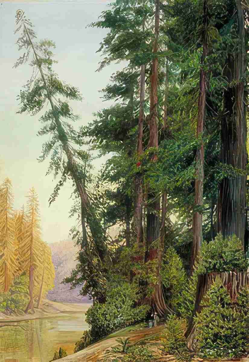 Marianne North View in a Redwood Forest California Art A4 Photo Print