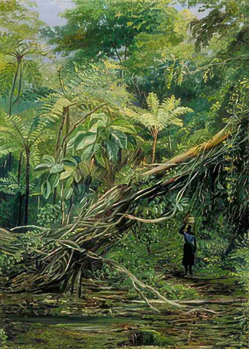 Marianne North View under the Ferns at Gongo Brazil Art A4 Photo Print