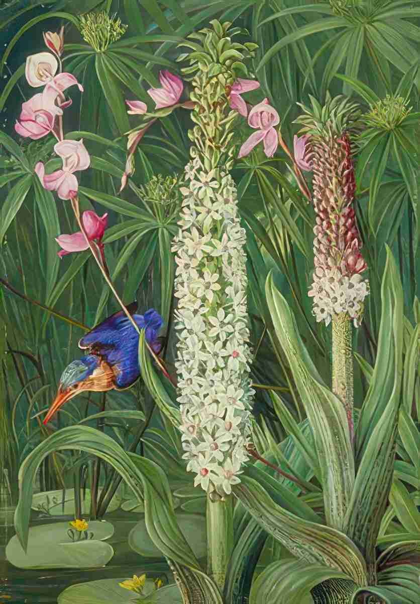 Marianne North Water Loving Plants Kingfisher near Grahamstown Art A4 Photo Print