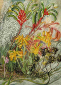 Marianne North West Australian Flowers Art A4 Photo Print