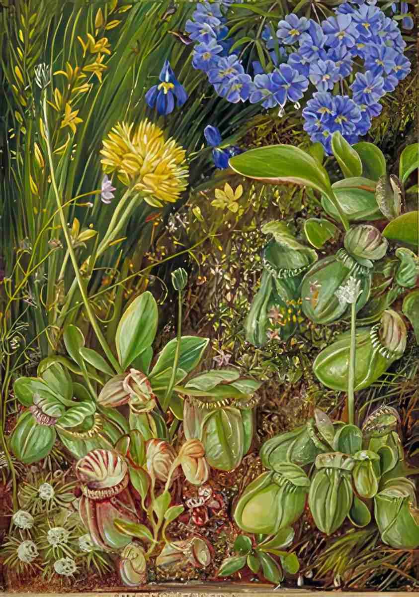 Marianne North West Australian Plants Art A4 Photo Print