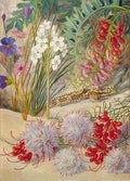 Marianne North West Australian Sand Loving Plants Art A4 Photo Print