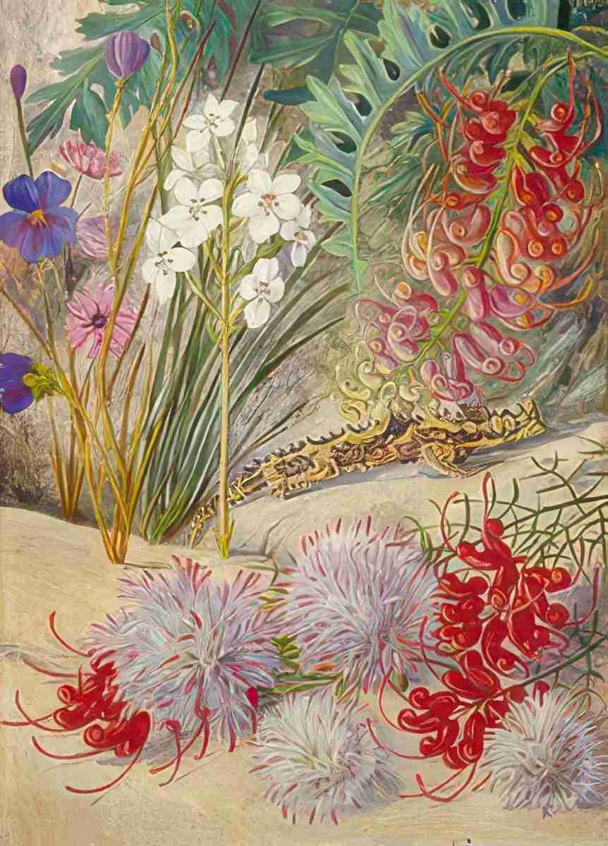 Marianne North West Australian Sand Loving Plants Art A4 Photo Print