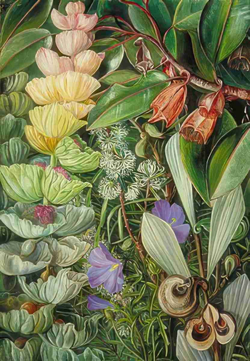 Marianne North West Australian Shrubby Vegetation Art A4 Photo Print