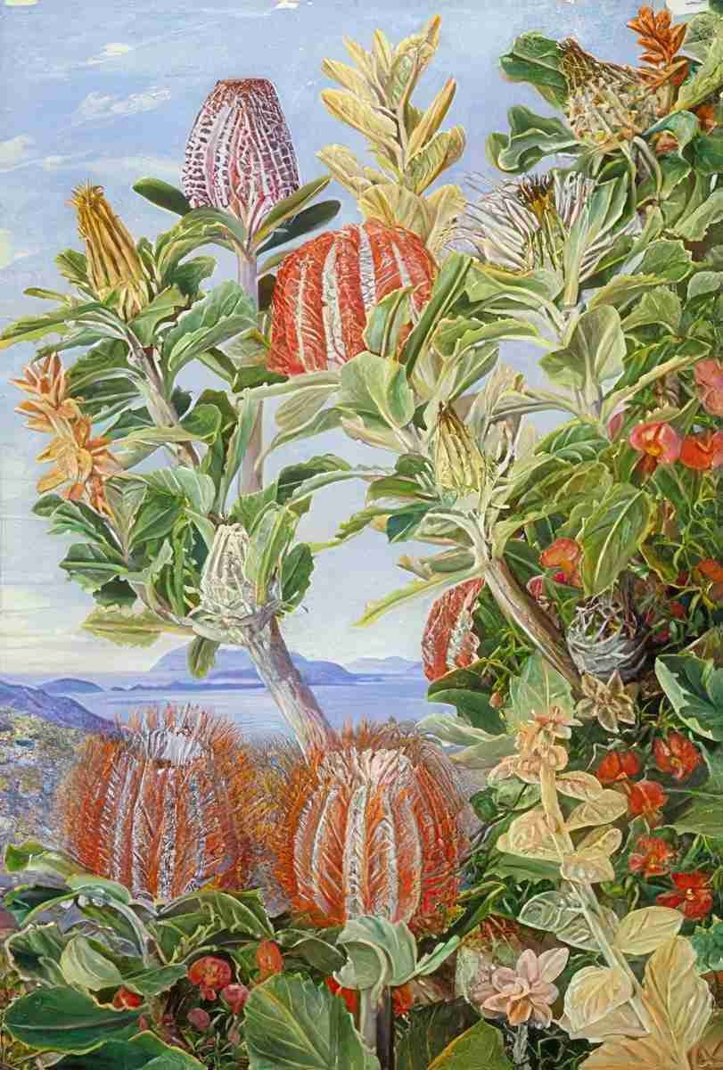 Marianne North West Australian Vegetation 3 Art A4 Photo Print