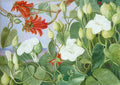 Marianne North White Convolvulus Kaffirboom at Durban Natal Art A4 Photo Print