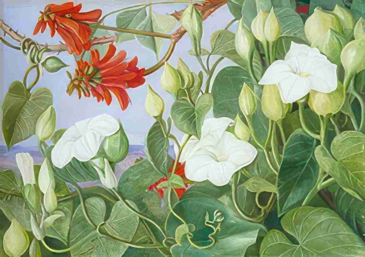 Marianne North White Convolvulus Kaffirboom at Durban Natal Art A4 Photo Print